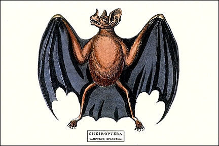 "Cheiroptera. Vampyrus Spectrum." vampire bat illustration horizontal postcard