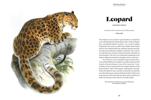 Illustration of a leopard on a branch with text about leopards.