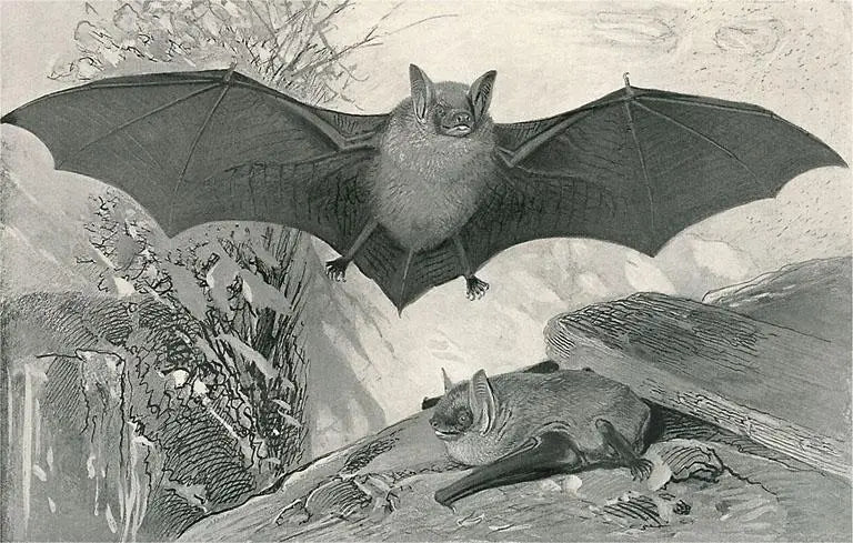 A rectangular postcard of two vintage style bats