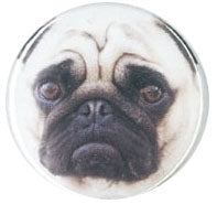 color photo image of worried looking pug dog face on 2.5" round metal pinback button