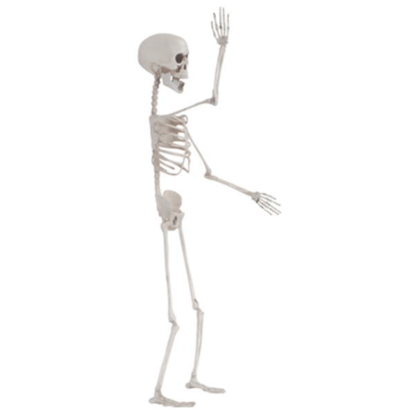 Posable 28" Skeleton