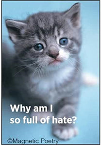 "Why am I so full of hate?" text with cute kitten photograph 2" x 3" rectangular refrigerator magnet